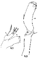 Espce Miracia efferata - Planche 6 de figures morphologiques