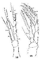 Espce Miracia efferata - Planche 7 de figures morphologiques