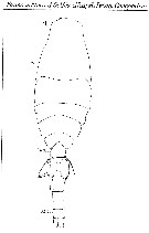 Espce Oithona plumifera - Planche 11 de figures morphologiques