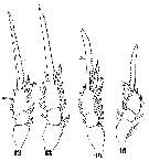 Espce Oithona plumifera - Planche 12 de figures morphologiques