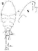 Espce Oithona nana - Planche 17 de figures morphologiques