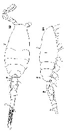 Espce Oithona similis-Group - Planche 19 de figures morphologiques
