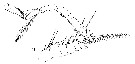 Espce Oithona similis-Group - Planche 20 de figures morphologiques