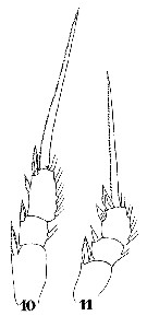 Espce Oithona similis-Group - Planche 22 de figures morphologiques