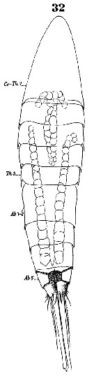 Espce Microsetella rosea - Planche 7 de figures morphologiques