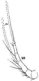 Espce Microsetella rosea - Planche 10 de figures morphologiques