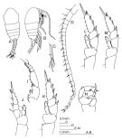 Species Temora turbinata - Plate 1 of morphological figures