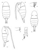 Espce Mimocalanus distinctocephalus - Planche 2 de figures morphologiques