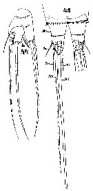 Espce Microsetella norvegica - Planche 10 de figures morphologiques
