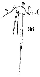 Espce Microsetella norvegica - Planche 14 de figures morphologiques