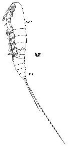 Espce Microsetella norvegica - Planche 12 de figures morphologiques