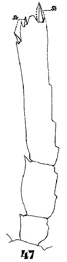 Espce Oncaea tenuimana - Planche 5 de figures morphologiques