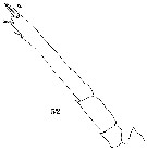 Espce Oncaea tenuimana - Planche 6 de figures morphologiques