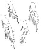 Espce Mimocalanus nudus - Planche 1 de figures morphologiques