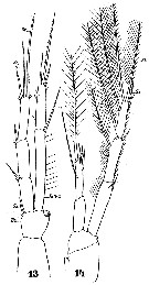 Espce Macrosetella gracilis - Planche 17 de figures morphologiques