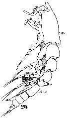 Espce Clytemnestra gracilis - Planche 2 de figures morphologiques
