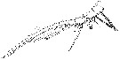 Espce Clytemnestra gracilis - Planche 3 de figures morphologiques
