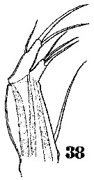 Espce Clytemnestra gracilis - Planche 5 de figures morphologiques