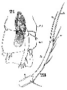 Espce Clytemnestra gracilis - Planche 9 de figures morphologiques