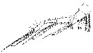 Espce Clytemnestra gracilis - Planche 11 de figures morphologiques