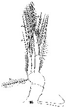 Espce Clytemnestra gracilis - Planche 13 de figures morphologiques