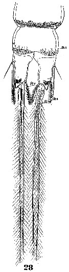 Espce Clytemnestra gracilis - Planche 10 de figures morphologiques