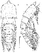 Espce Goniopsyllus clausi - Planche 1 de figures morphologiques