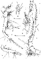 Espce Goniopsyllus clausi - Planche 2 de figures morphologiques