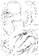 Espce Goniopsyllus clausi - Planche 3 de figures morphologiques