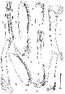 Espce Goniopsyllus clausi - Planche 4 de figures morphologiques