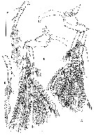 Espce Goniopsyllus clausi - Planche 6 de figures morphologiques