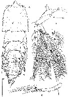 Espce Goniopsyllus clausi - Planche 7 de figures morphologiques