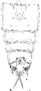 Espce Goniopsyllus rostratus - Planche 3 de figures morphologiques