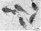Espce Oithona brevicornis - Planche 24 de figures morphologiques