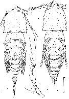 Species Clytemnestra scutellata - Plate 1 of morphological figures
