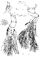 Espce Clytemnestra scutellata - Planche 5 de figures morphologiques