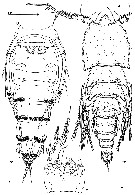 Espce Clytemnestra gracilis - Planche 14 de figures morphologiques