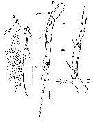 Espce Clytemnestra farrani - Planche 3 de figures morphologiques