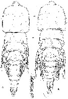 Espce Clytemnestra farrani - Planche 1 de figures morphologiques