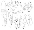 Espce Scaphocalanus difficilis - Planche 1 de figures morphologiques