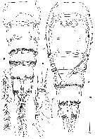 Espce Clytemnestra farrani - Planche 4 de figures morphologiques