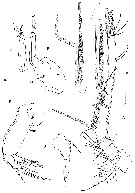 Espce Clytemnestra asetosa - Planche 2 de figures morphologiques