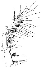 Espce Calocalanus plumulosus - Planche 9 de figures morphologiques