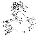 Espce Calocalanus pavo - Planche 12 de figures morphologiques