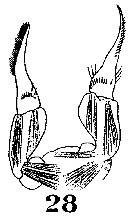 Espce Stephos gyrans - Planche 7 de figures morphologiques