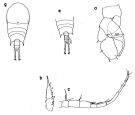 Espce Temora stylifera - Planche 1 de figures morphologiques