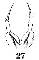 Espce Paracalanus indicus - Planche 27 de figures morphologiques
