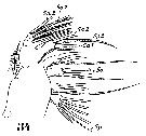 Espce Paracalanus indicus - Planche 22 de figures morphologiques