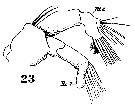 Espce Paracalanus indicus - Planche 30 de figures morphologiques