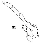 Espce Paracalanus parvus - Planche 29 de figures morphologiques